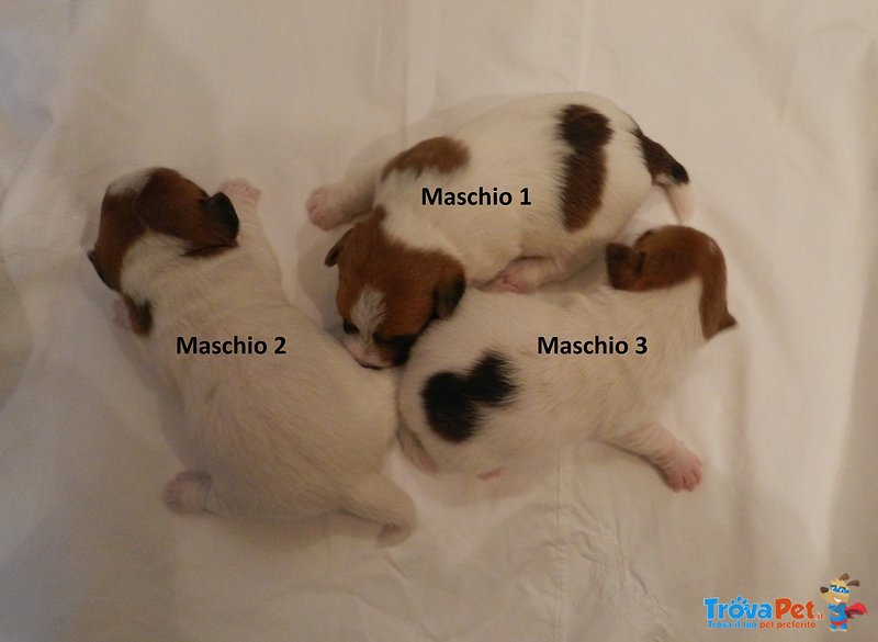 Stupendi Cuccioli di jack Russell Terrier - Foto n. 2