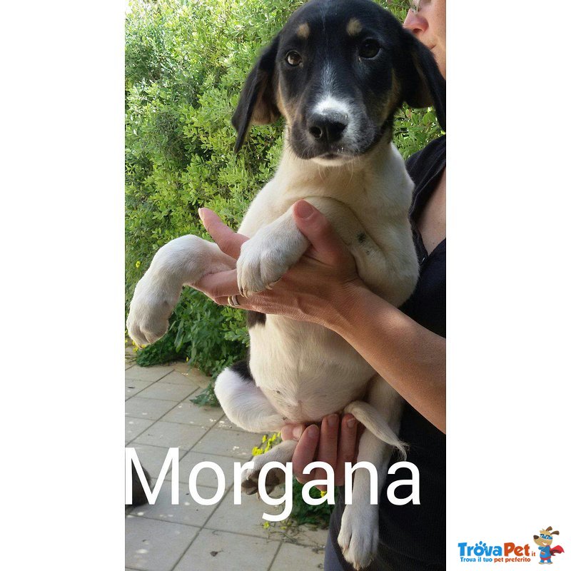 Morgana, 3 Mesi, Taglia Media - Foto n. 1