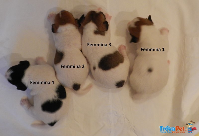 Stupendi Cuccioli di jack Russell Terrier - Foto n. 3