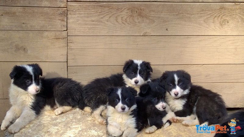 Cuccioli di Border Collie con Pedigree - Foto n. 1