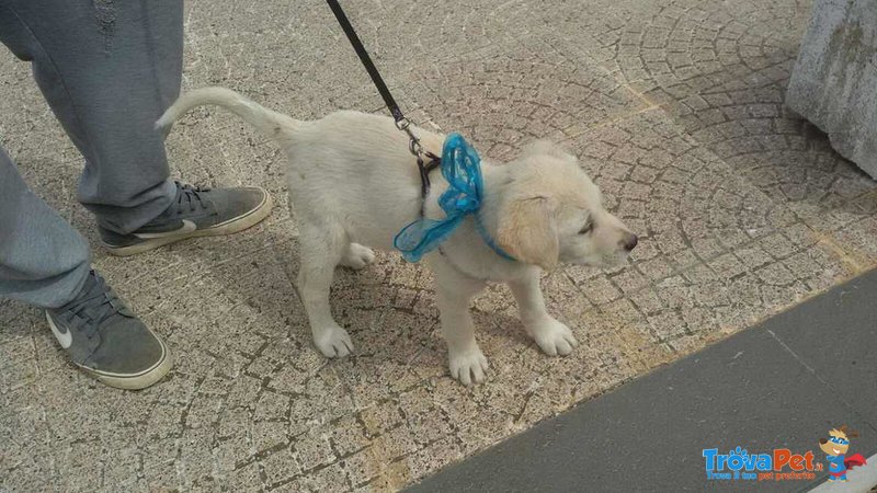 Cucciola Carol Incrocio Labrador - Foto n. 3