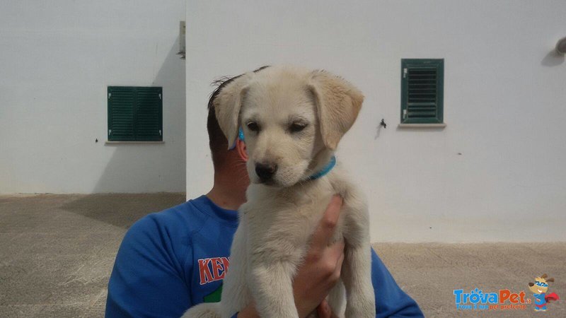 Cucciola Carol Incrocio Labrador - Foto n. 4