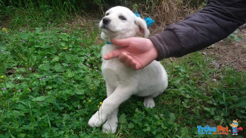 Cucciola Carol Incrocio Labrador - Foto n. 6