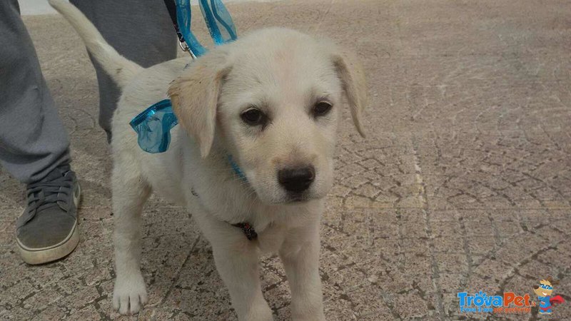 Cucciola Carol Incrocio Labrador - Foto n. 7