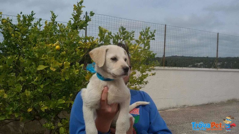 Cucciola Carol Incrocio Labrador - Foto n. 9