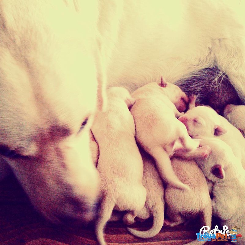 Cucciolata di Labrador Retriver Manto Miele - Foto n. 2