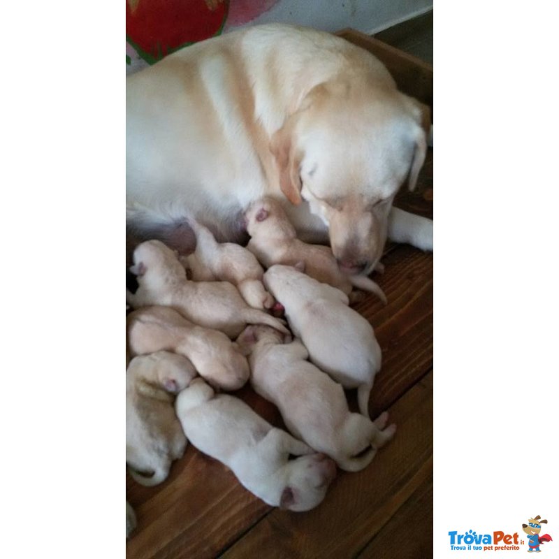 Cucciolata di Labrador Retriver Manto Miele - Foto n. 3