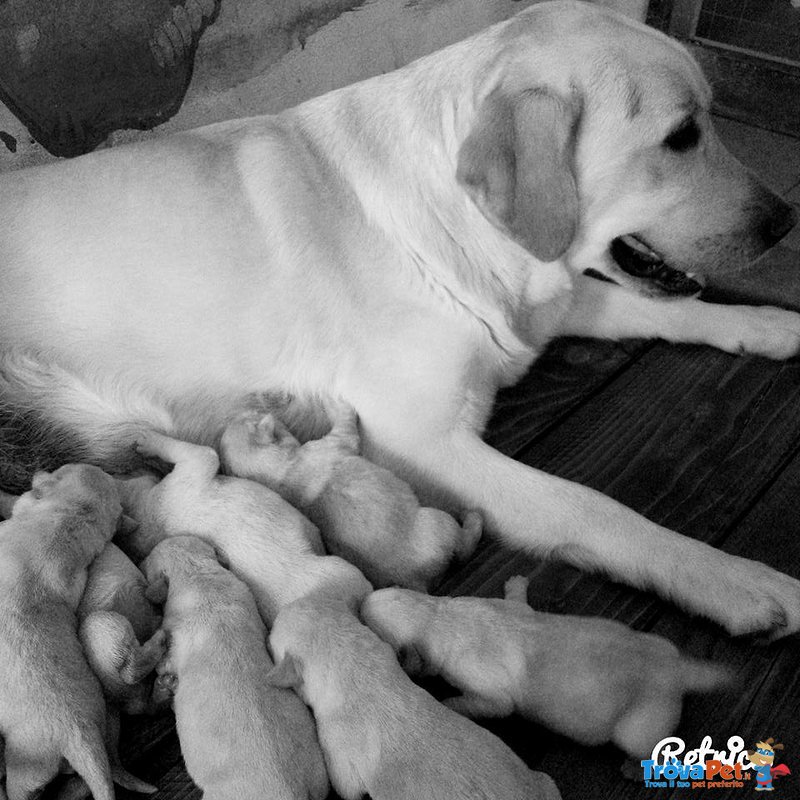 Cucciolata di Labrador Retriver Manto Miele - Foto n. 6