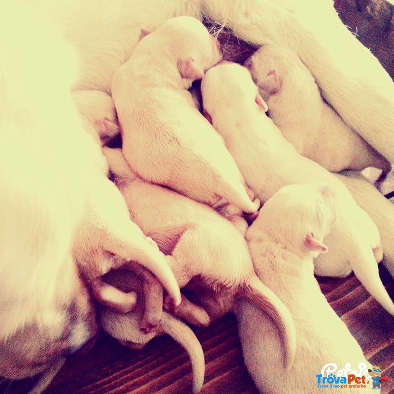 Cucciolata di Labrador Retriver Manto Miele - Foto n. 7