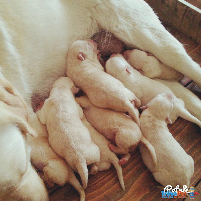 Cucciolata di Labrador Retriver Manto Miele - Foto n. 9