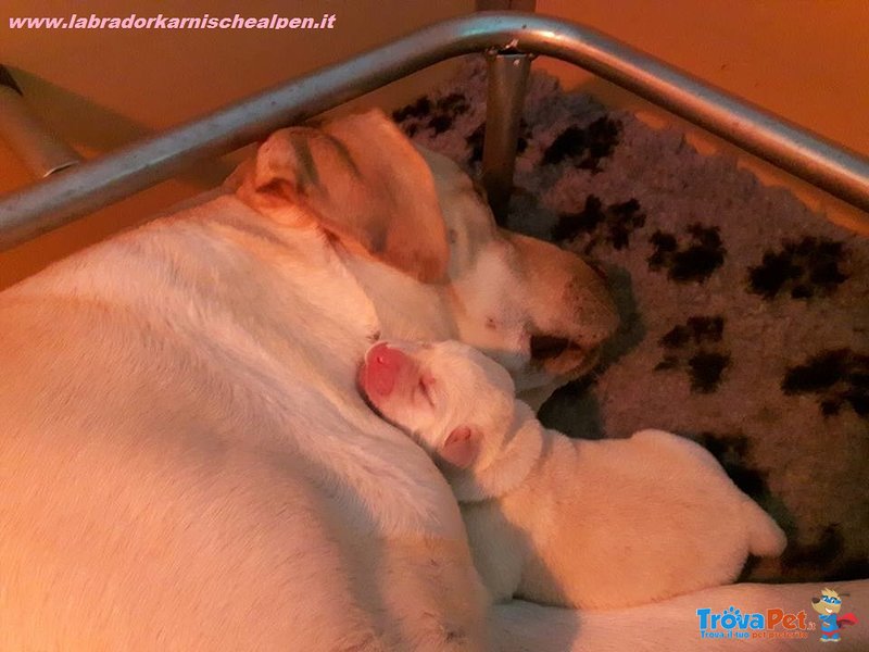 Cuccioli Labrador Retriever - Foto n. 2