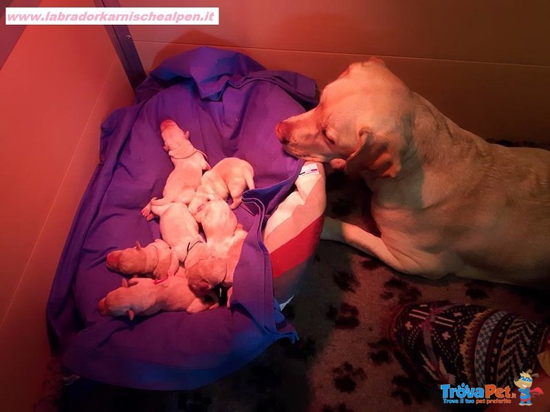 Cuccioli Labrador Retriever - Foto n. 3