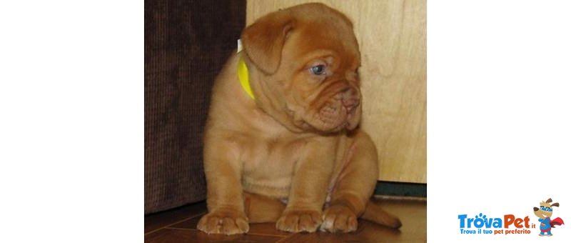 Stupendi Cuccioli di Dogue de Bordeaux - Foto n. 1