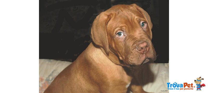 Stupendi Cuccioli di Dogue de Bordeaux - Foto n. 2