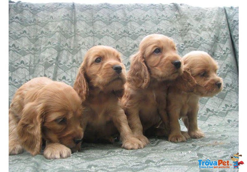 Cuccioli di Cocker Spaniel Inglese Purissimi - Foto n. 1