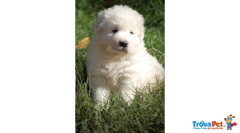 Cuccioli di Pastore Maremmano Bianco - Foto n. 1