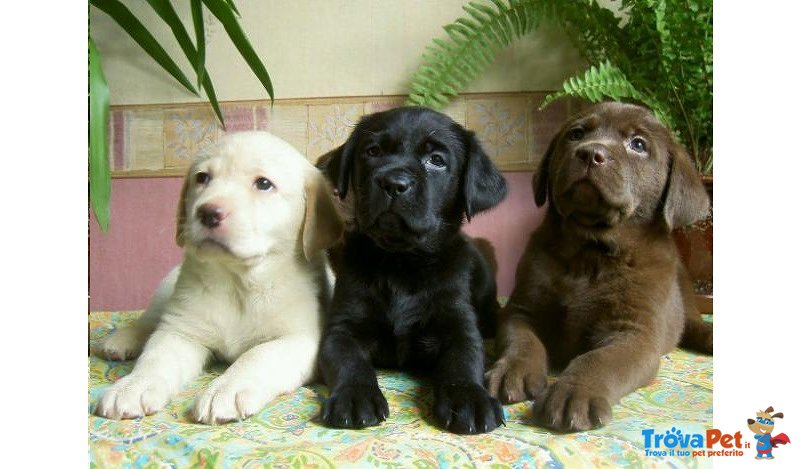 Meravigliosi Cuccioli di Labrador - Foto n. 1