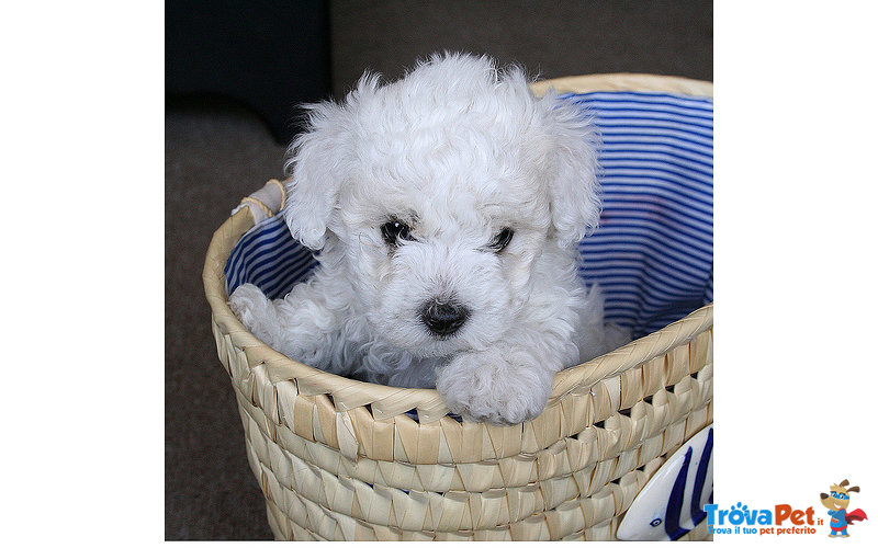 Disponibili Cuccioli di Bichon Frisè - Foto n. 1