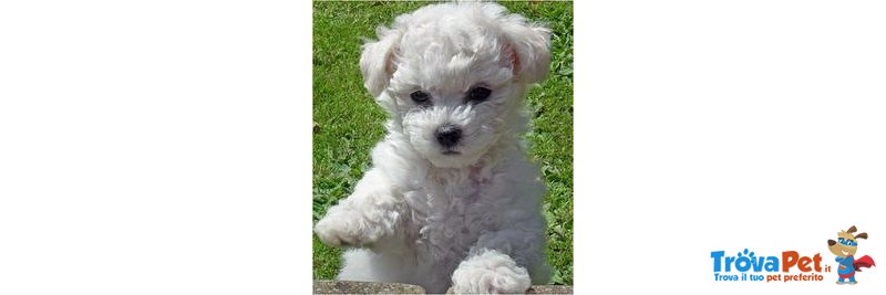 Disponibili Cuccioli di Bichon Frisè - Foto n. 2