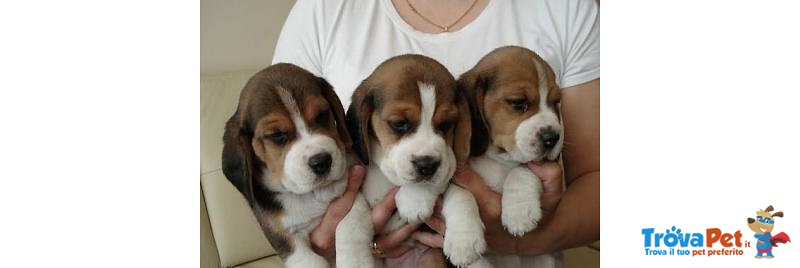 Cuccioli di Beagle Tricolor e Bianco Arancio - Foto n. 1