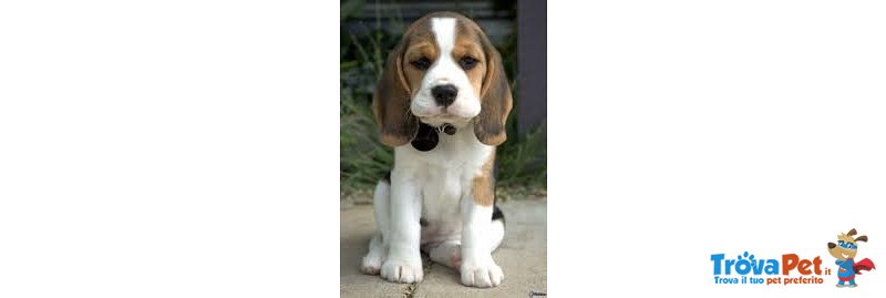 Cuccioli di Beagle Tricolor e Bianco Arancio - Foto n. 2