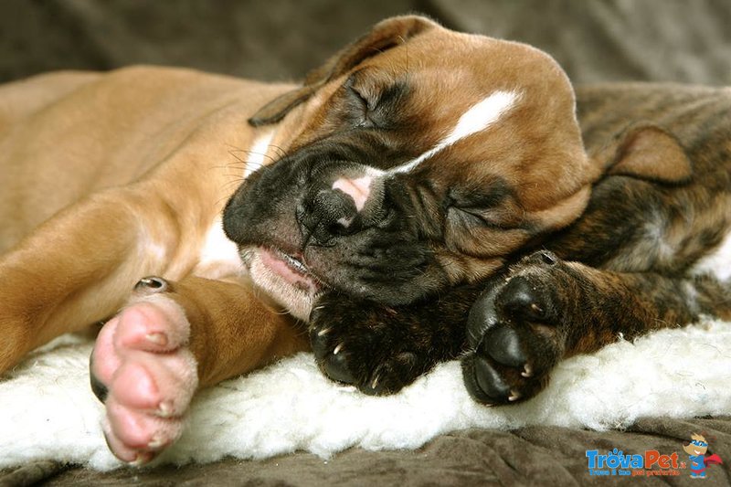 Cuccioli di Boxer Tigrati e Fulvi - Foto n. 1