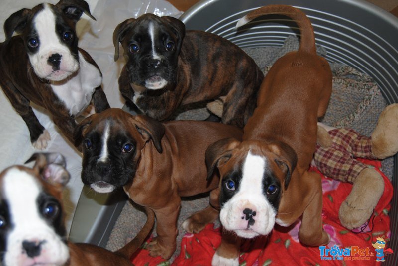 Cuccioli di Boxer Tigrati e Fulvi - Foto n. 2