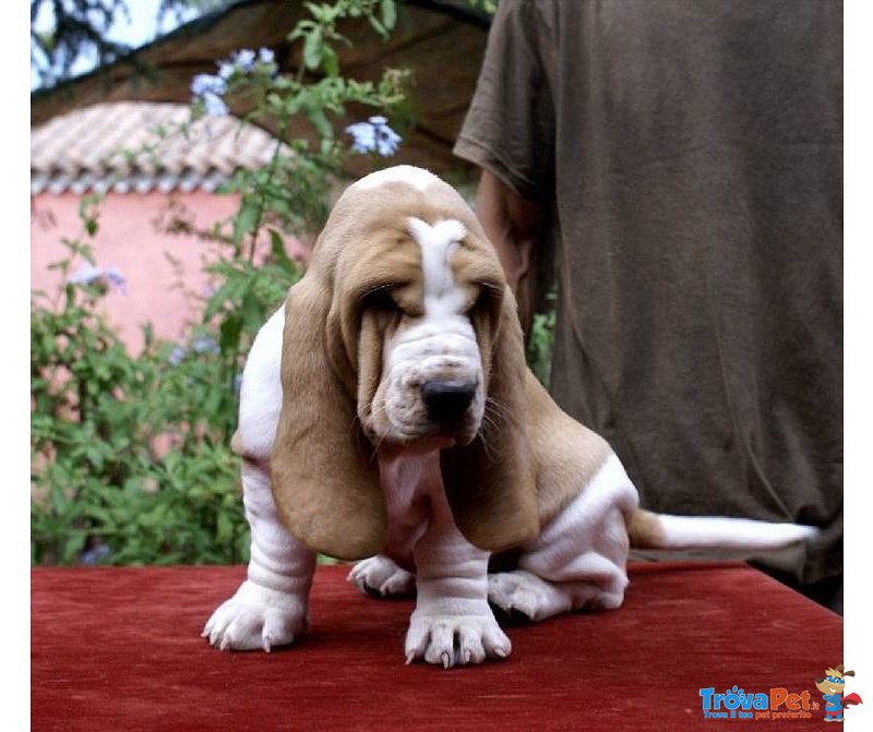 Spettacolari Cuccioli di Bassethound - Foto n. 2