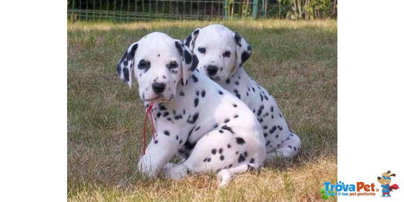 Meravigliosa Cucciolata di Dalmata - Foto n. 1