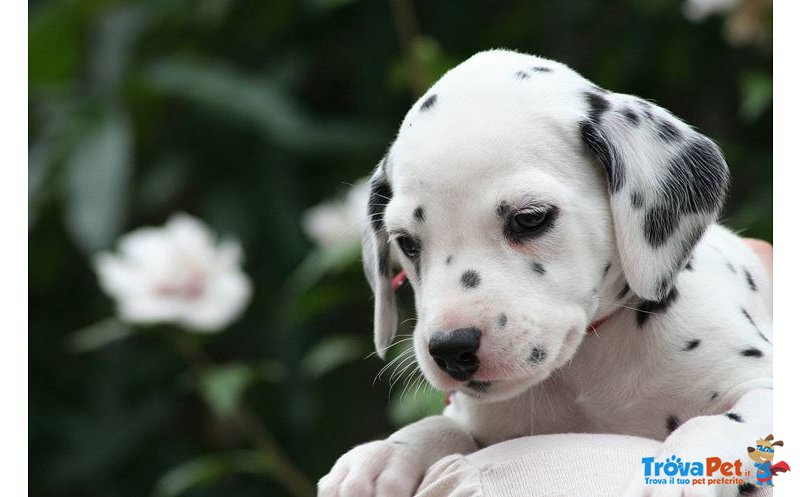 Meravigliosa Cucciolata di Dalmata - Foto n. 2