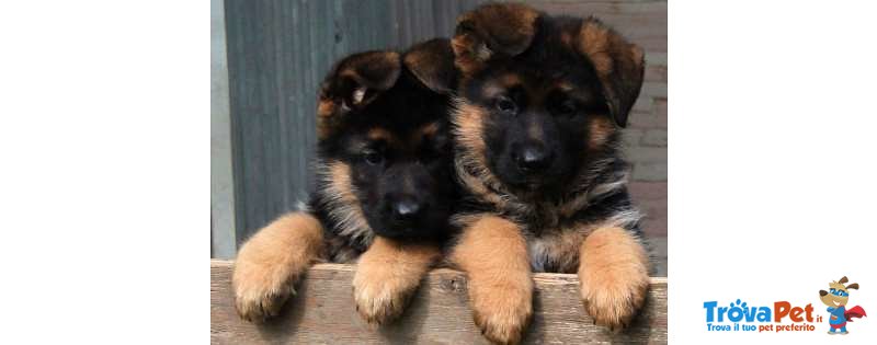 Cuccioli di Pastore Tedesco - Foto n. 1