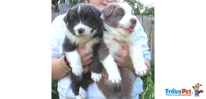 Cuccioli di Borden Collie pura Razza Bianchi e Neri - Foto n. 1