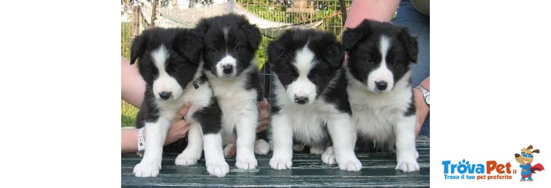 Cuccioli di Borden Collie pura Razza Bianchi e Neri - Foto n. 2