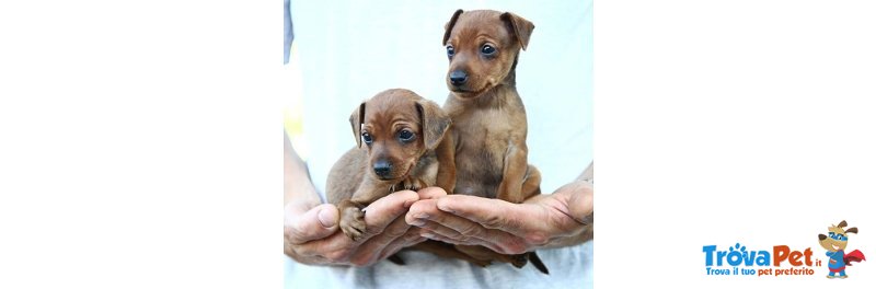 Piccolissimi Cuccioli di Pincher Toy - Foto n. 2