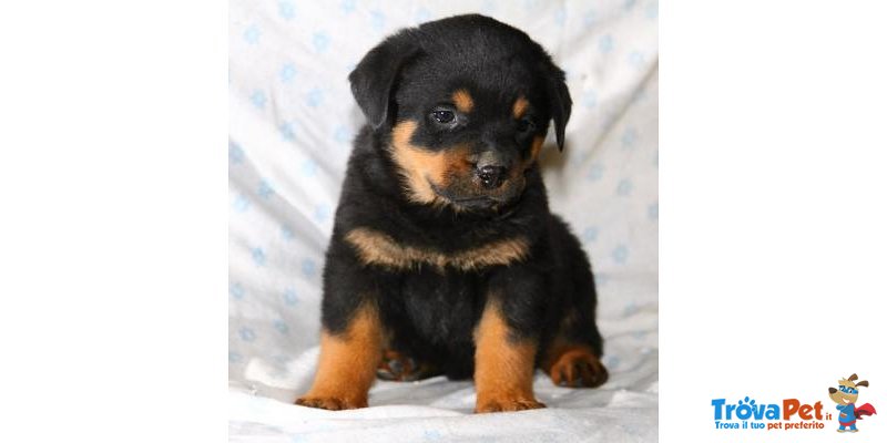 Splendidi Cuccioli di Rottweiler - Foto n. 2