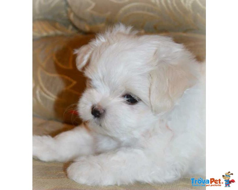 Cuccioli di Maltese toy Bianchi - Foto n. 2