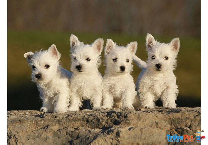 Disponibili Cuccioli di west Higland Bianchi - Foto n. 1