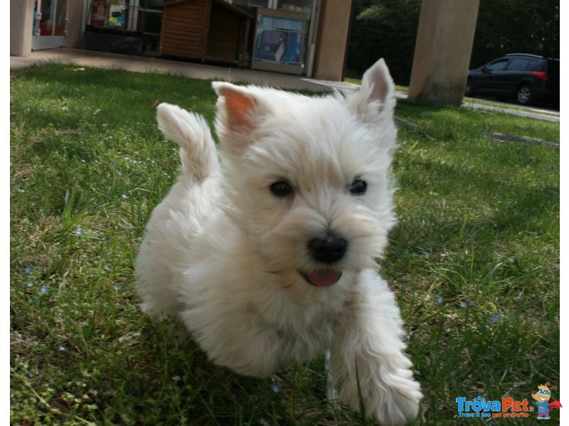 Disponibili Cuccioli di west Higland Bianchi - Foto n. 2