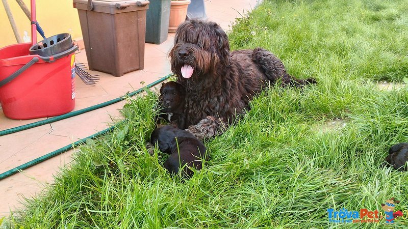 Cuccioli Pastore Bergamasco - Foto n. 1