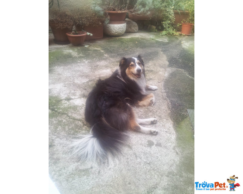 Puck cane Meticcio Collie 9 Anni - Foto n. 1