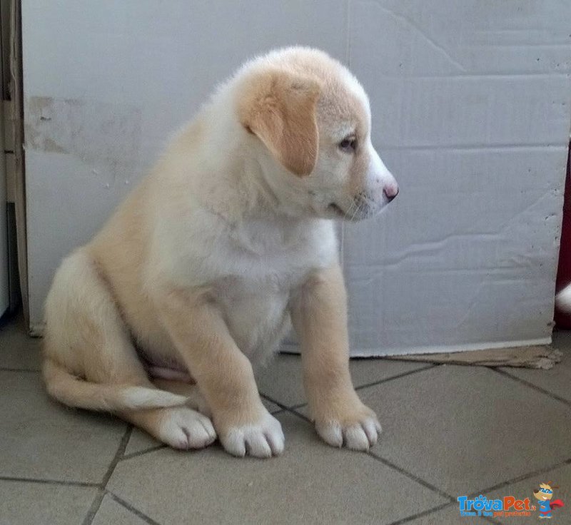 Ciccio Simpatico e Dolce Cerca Casa - Foto n. 2