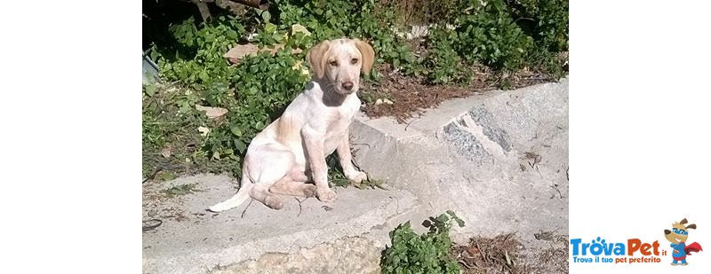 Spillo Senza Destino Vuole una Famiglia per Se - Foto n. 1