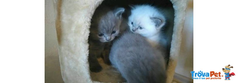 Splendidi Cuccioli British Shorthair - Foto n. 1