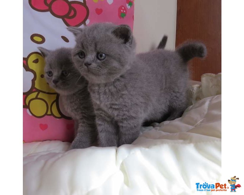 Splendidi Cuccioli British Shorthair - Foto n. 2