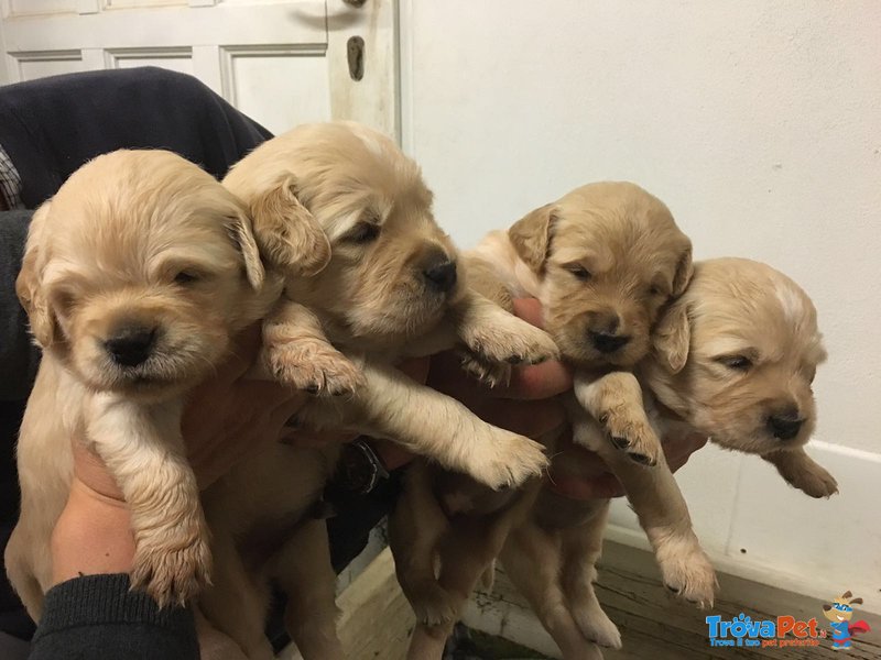 Cucciola di Golden Retriever - Foto n. 1