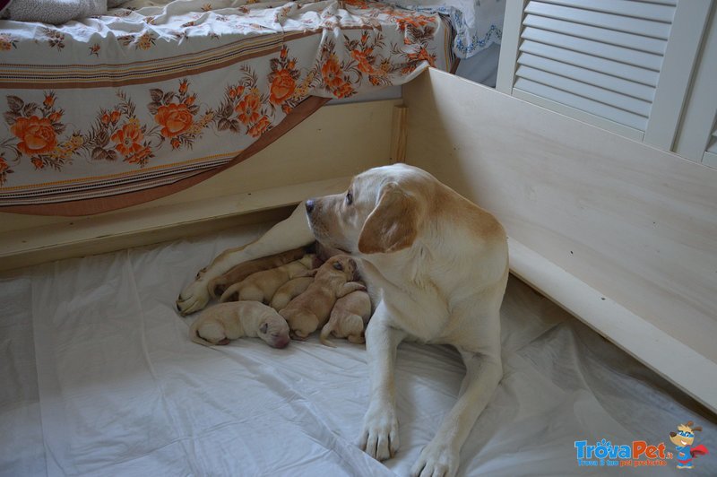 Animali Cuccioli Labrador Retriver con Pedigree - Foto n. 1