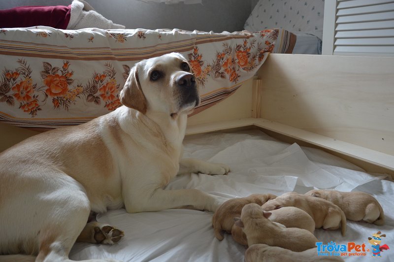 Animali Cuccioli Labrador Retriver con Pedigree - Foto n. 3