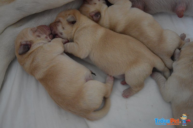 Animali Cuccioli Labrador Retriver con Pedigree - Foto n. 4