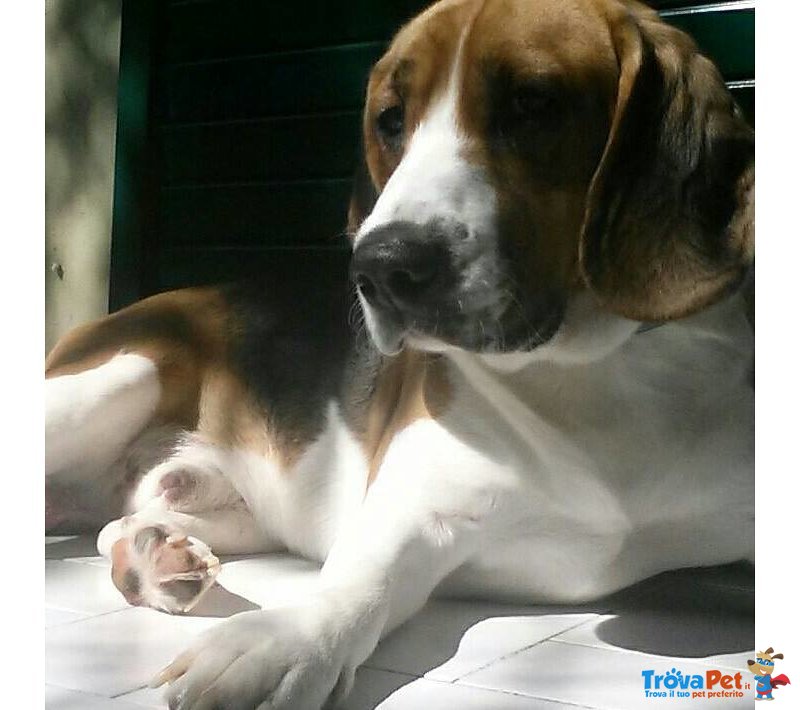 Regalo Beagle - Foto n. 1