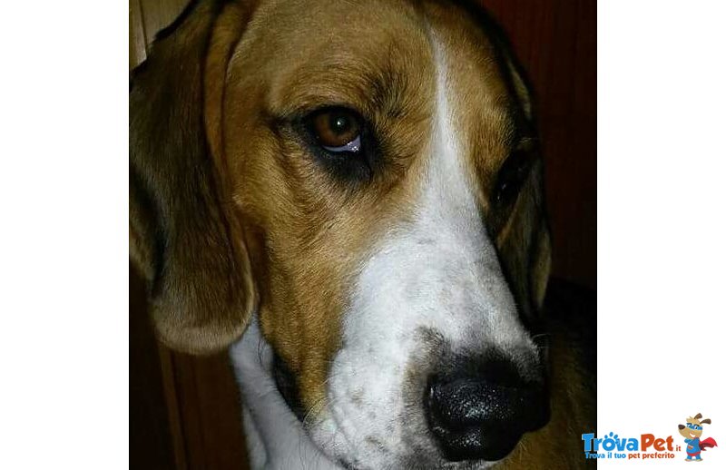 Regalo Beagle - Foto n. 2